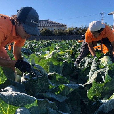 【6月追加募集！】日本最大級のキャベツ・タマネギ収穫・選別を体験してみませんか？？？
