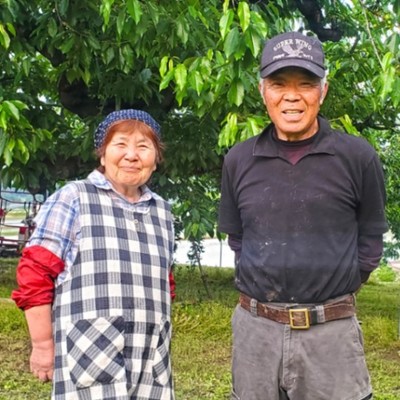 【10日間のおてつたび】さくらんぼ農園でさくらんぼ収穫・箱詰め作業のお手伝い！美しい山形の自然に癒されながら、おいしいさくらんぼを収穫しましょう🍒