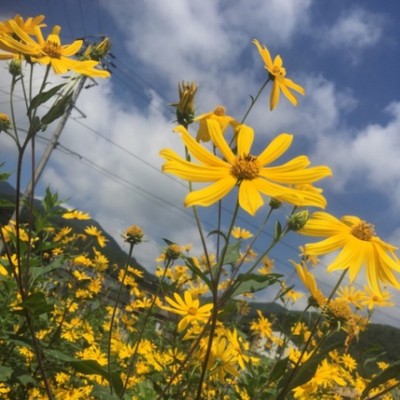 期間中3日以上で応募可🥔：秋には花が咲くキク科の「きく芋」収穫のお手伝いをしませんか？有機栽培で大切に育てた自慢のきく芋です‼