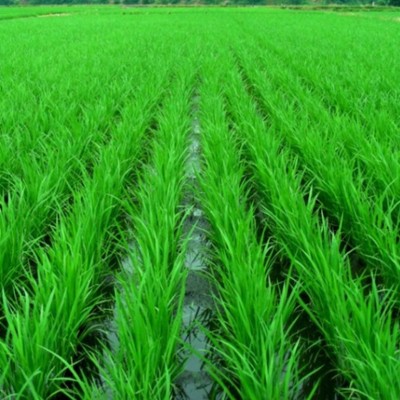 日常から離れて、静かに過ごしませんか。農作業や宿整備のお手伝いです。