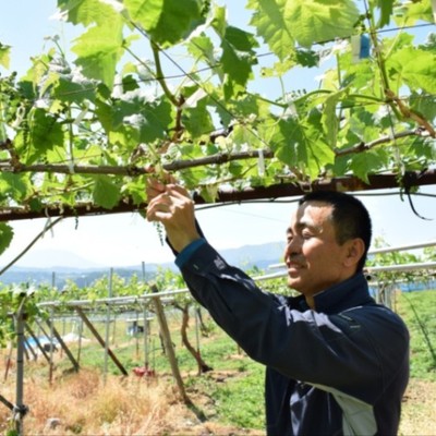 【10日間🍇】池田果樹園でぶどうの摘粒・袋掛けのお手伝い！美しい山々に囲まれた自然豊かな環境で、ぶどう栽培の一連の作業を経験しよう〜
