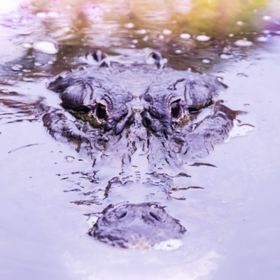 熱川の温泉街でワニ！ワニ！ワニ！伊豆の大人気スポット🐊熱川バナナワニ園🍌で接客のお手伝い