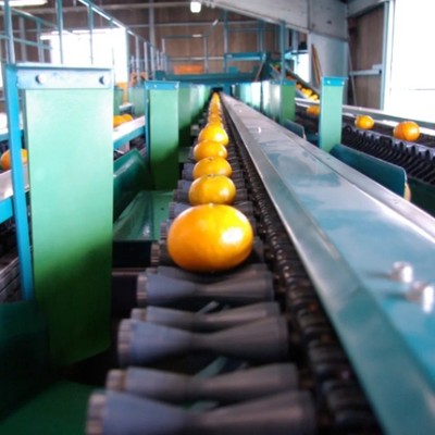 🍊期間中1週間以上で日程調整可能🍋：瀬戸内地域の色んな柑橘が集まっている選果場で選果作業のお手伝いをしませんか？