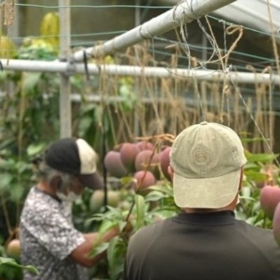 【食べチョクコラボ】世界自然遺産「やんばる」でのマンゴー栽培のお仕事です。ハウスの中での玉吊り、袋掛け、収穫、梱包作業をして頂きます。大自然の中、一緒に鳥の鳴き声を聞きながら作業してみませんか？