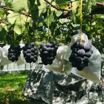 「自分の生き方=ライフキャリア」を考えられるまち 島根県益田市で体験する豊かな暮らし 〜竹内ぶどう園編〜