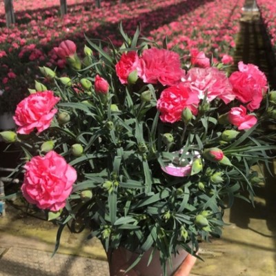 千葉市で日帰りおてつたび！お花好きのお花農家のもとでカーネーション植え替えのお手伝いをしてくださるかた大募集🌼1日だけの申込も、通いで複数日程の申込みもOKです◎