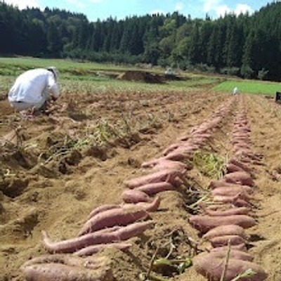 豪雪地津南町で夏のとうもろこしの収穫と販売のおてつたび♪大地の芸術祭開催の越後妻有でお手伝いしませんか？