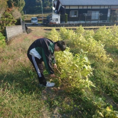 鬼がいる町！？👹鬼北町で、耕作放棄地に向き合う農業企業組合でえごまの収穫業務🍃