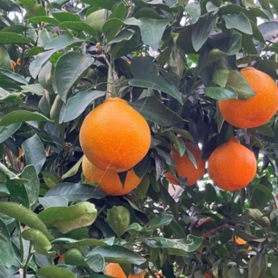 不知火海と山に囲われた新規就農者の園地で、甘夏収穫のお手伝いをしませんか。仕事の後は宿泊施設から車で15分の温泉を是非楽しんで下さい。地方移住、就農に興味にある方お待ちしております！