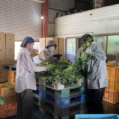  雄大な阿蘇の麓で食べるおにぎりは最高です🍙サツマイモの苗切りなどお手伝いしてくれる方大募集！