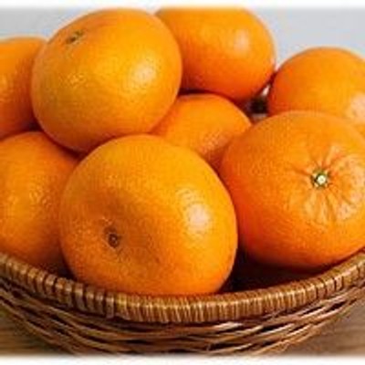 みかん収穫のおてつたび大募集!!20種類以上のみかんを育てている農園で温州みかん収穫のお手伝いをしませんか!?