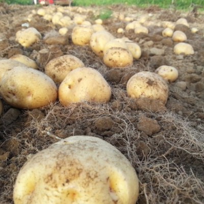 春の北海道でジャガイモの植え付けのお手伝い