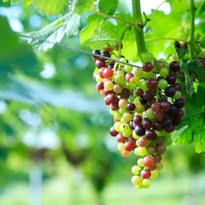  【12月】2泊3日で伊豆おてつたび♪ワイナリー直営ホテルに泊まりながら、ワインぶどう栽培のお手伝いをしてみませんか？