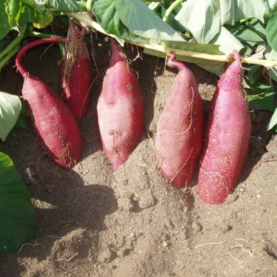 【午前のみ２週間】海辺の潮風香る自然豊かな畑で特産品「なると金時」のおてつたび🍠宿泊は個室付シェアハウス🏠