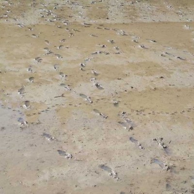 お米づくりの春作業＋どろんこ運動会で泥だらけになるお仕事