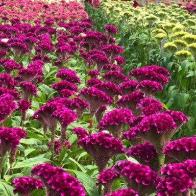 ユリやケイトウを手にしてくださる皆様が思わず笑顔になっていただけるように...佐賀県太良町でお花を収穫するおてつたび♪