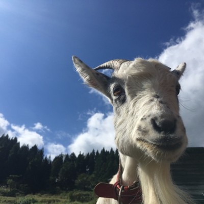  求む！山羊好き。ハッピー・リボンちゃんの世話係募集。【5泊6日】