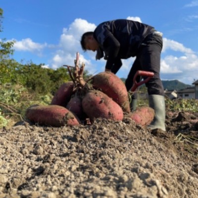 【松野町コラボ】日程変更の相談可能！＜柚子とサツマイモの収穫体験🍠＞【期間中の平日で2泊3日で参加できる方！】農業に興味があり、就農を人生の選択肢の1つとして考えてみたい方へ！就農体験の場を提供します🍃