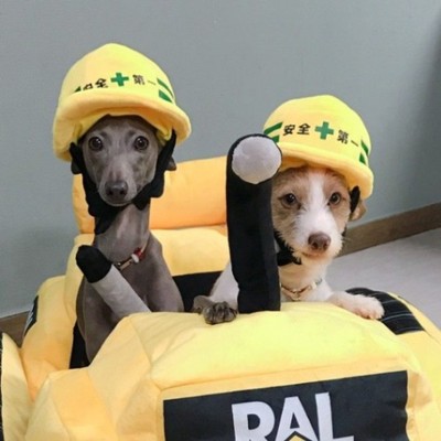 《伊豆/4日間以上で調整可能◎》人もペットも癒される、ハッピーリゾート＆スパでホールのお手伝い！伊豆の海と山を楽しみませんか？動物が好きな方大歓迎！！【GW特集】