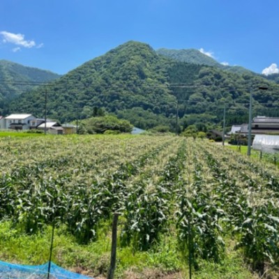 全力とうもろこしでわっしょい！しませんか？