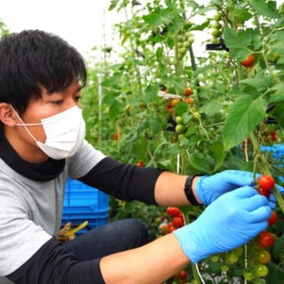 【短期間でもOK】飛騨古川でミニトマトの収穫！おいしい水と空気で育ったミニトマトは格別です！！