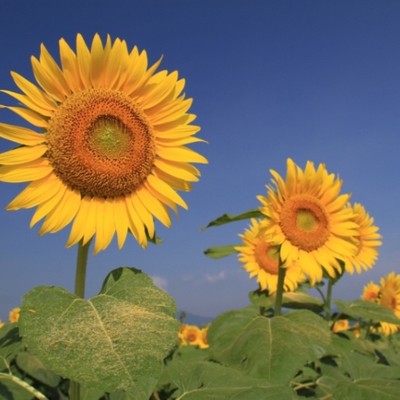 ひまわり広場スタッフを募集！おてつたび前後で大地の芸術祭鑑賞を楽しんでみてはいかがでしょうか？