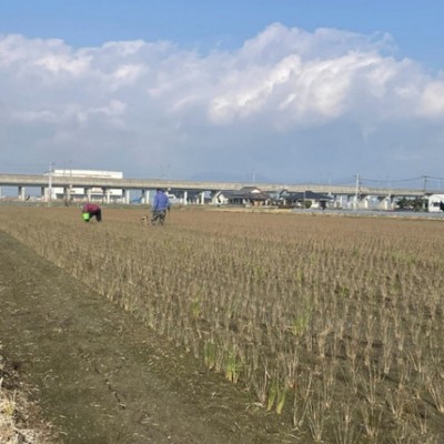 【３日間】雄大な八代の山なみを眺めながら畳の材料となるい草の補植作業を一緒にやりましょう！