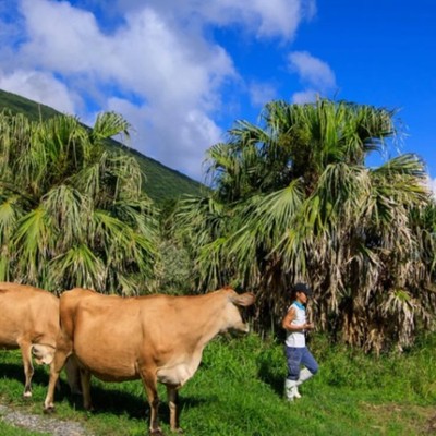島の酪農に関わる2ヶ月🐮八丈島のジャージー牛乳の加工作業のお手伝い