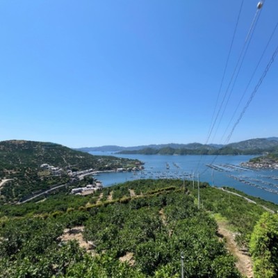 みかんと向き合う勝負の1か月🔥🍊追い込みシーズンのミカン農家で収穫のおてつだいをしませんか