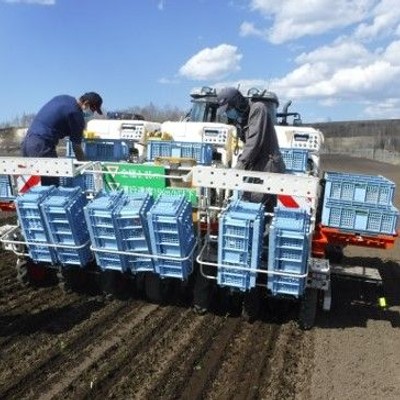 北海道津別町でテンサイの移植作業をお手伝いしませんか!?この春にガッツリ農業をしたい方大募集です！