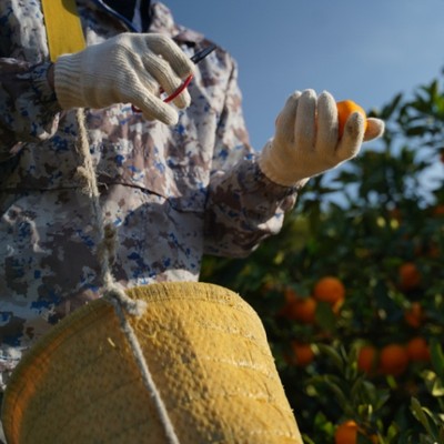 ミカンのヒ・ミ・ツ！？“日本のエーゲ海”と称される和歌山県由良町（ゆらちょう）で、みかん農家さんのお手伝いをしながら“美味しいミカンのヒミツ”を学びませんか？