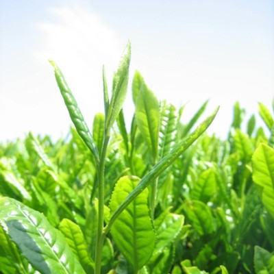 日本海の見える茶畑でお仕事。グリーンツーリズムのお手伝いをお願いします。