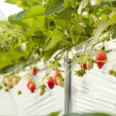 【急募限定1名】綺麗な空気の佐久市でイチゴ狩りの接客・軽作業しませんか？