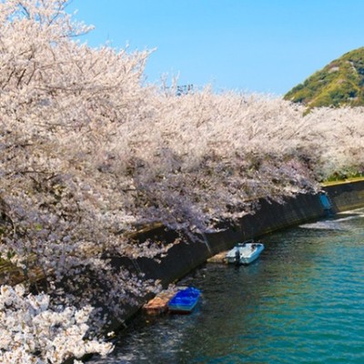 調理補助＆食器洗浄｜河津桜で有名な伊豆下田✿ おもてなしのこころを大切に。温泉旅館でのお手伝い🍽白浜散歩もご堪能下さい！
