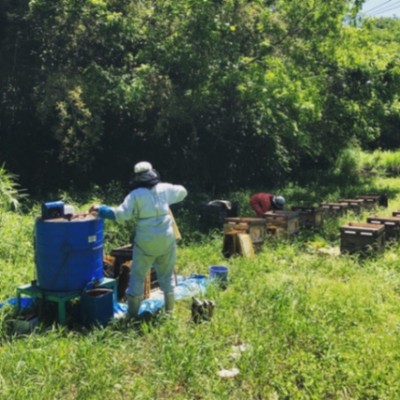 福岡県嘉麻市の養蜂現場で蜂蜜採りの仕事を手伝ってみませんか？SNSの発信業務等もお願いします！