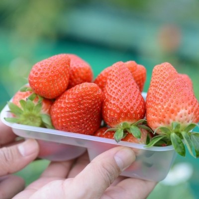 いちごの観光農園で受付のお手伝い🍓土日の2日間千葉市に通いで参加できる方を大募集します！