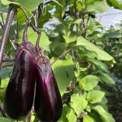 高知県東部でナスの収穫と出荷を通じていいナスの見分け方とハウス栽培の仕組みを知ってみませんか？