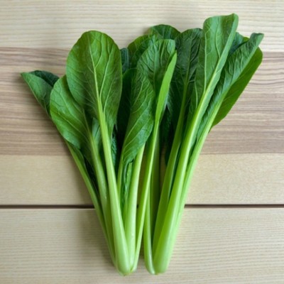 日帰りおてつたび募集！小松菜の出荷や収穫のお手伝いしませんか？