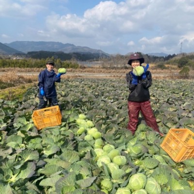 🥬キャベツ収穫／タマネギ収獲・選果🧅農繁期を一緒に駆け抜けワクワクするような農業の未来を一緒に作ってくれるおてつびと大募集🤝SNSでの地域発信大歓迎◎