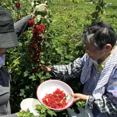 きれいな湖畔の里山で、「花山ルビィふさすぐり」収穫・援農おてつたび