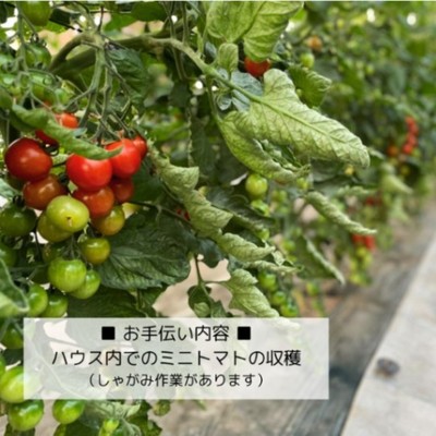 【10月/1日4h勤務】爽やかな秋空の下で「ミニトマト」の収穫のお手伝いしてくれる方を募集します！就農や農業に興味のある方、大歓迎です！