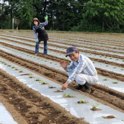 自然に囲まれた広い畑で簡単な作業のお手伝いしませんか？サツマイモのお土産付き！日帰りのおてつたびです！