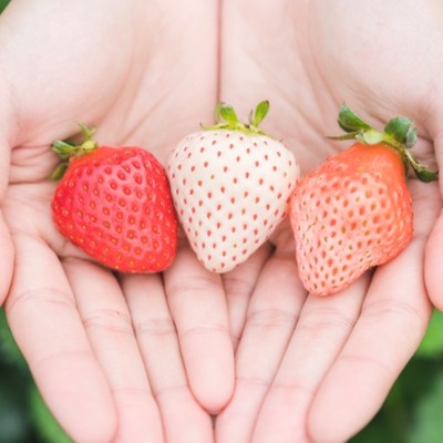  ＼おためしで地域おこし協力隊を体験！／日本最北の村で、”熱い仲間たち”とイチゴ🍓の収穫等をお手伝いしてみませんか？【第四弾】