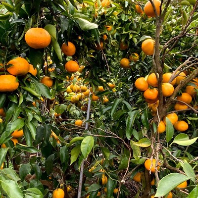 豊かな自然と世界遺産があるまち熊野市で「せとか」の収穫作業を手伝い!!