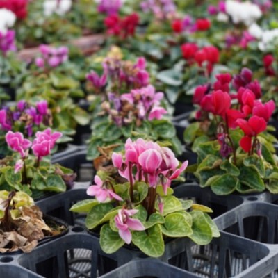 🌷花の町柴田町💐綺麗な花で皆んなを笑顔に‼︎綺麗な空気の中で花に囲まれて働いてみませんか？