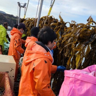 わかめ収穫のお手伝い！自然豊かな淡路島で海上から朝日を見ながらわかめ収穫のお手伝いしませんか？