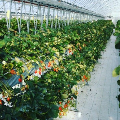 朝晩涼しい長野県佐久市でイチゴのお片づけをしませんか？？