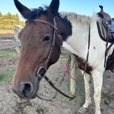 【青森県の牧場で大自然を感じながらのおてつたび】かわいい馬たちと触れ合いながら、餌やりや乗馬体験者の接客、インスタグラム更新などの牧場業務のお手伝い＜英語で接客が可能な方は尚歓迎！＞