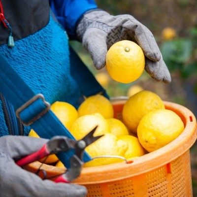 R6,12月6日～🍋レモン生産日本一の瀬戸田で一緒にレモン🍋や柑橘🍊を収穫しませんか？（原田農園）