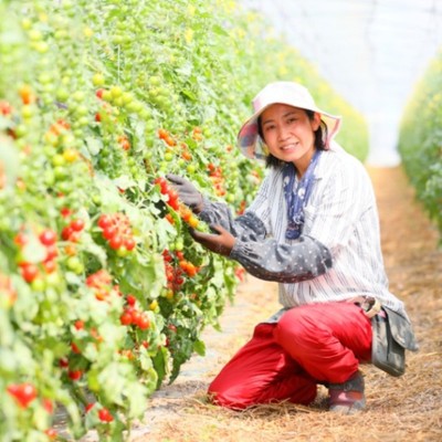 北海道富良野市でミニトマトの収穫・管理作業のお手伝い🍅